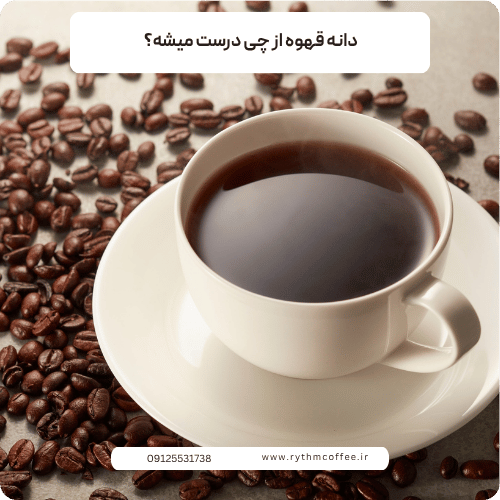دانه قهوه از چی درست میشه؟ هر آنچه باید درباره دانه قهوه بدانید